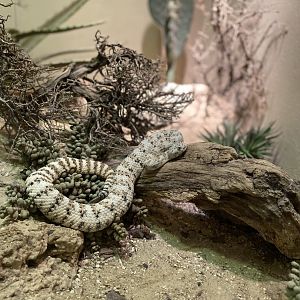 Cookies n’ Cream Rattlesnake - Bronx Zoo