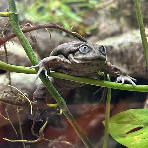 Lake Titicaca Frog