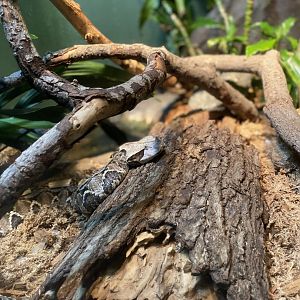 Gaboon Viper - Bronx Zoo