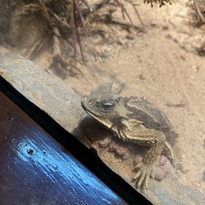 Giant Horned Lizard - Bronx Zoo