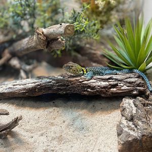Collared Lizard - Bronx Zoo