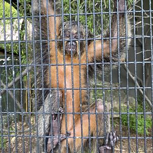 Female White-Faced Saki 01 - Bronx Zoo