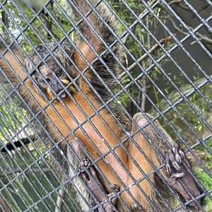 Female White-Faced Saki 02 - Bronx Zoo