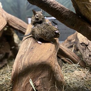 Pair of Degus - Bronx Zoo