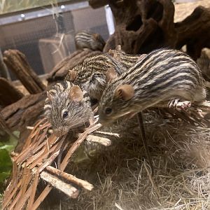 Zebra Mice - Bronx Zoo