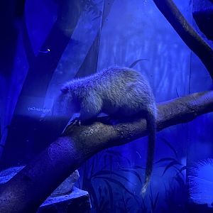 Giant Luzon Cloud Rat - Bronx Zoo