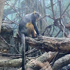 Wolf’s Guenon Monkey 01 - Bronx Zoo