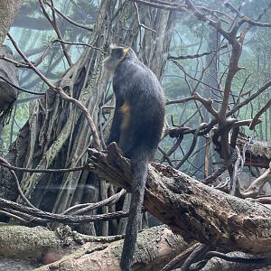 Wolf’s Guenon Monkey 02 - Bronx Zoo