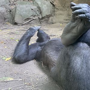 A relaxing gorilla - Bronx Zoo