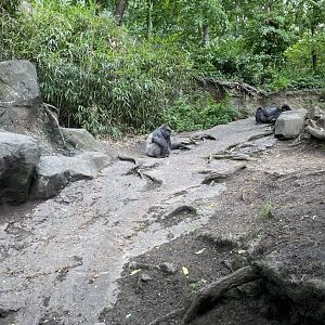 Gorilla viewing - Bronx Zoo