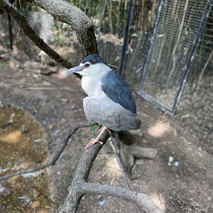 Black-Crowned Night Heron - Bronx Zoo