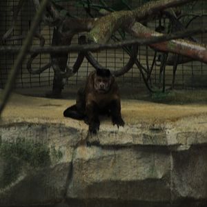 Tufted Capuchin