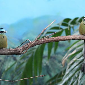 Blue-crowned Mot-mot pair