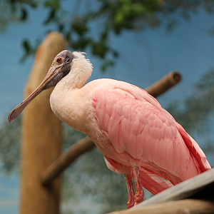 Roseate Spoonbill