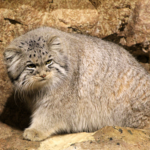 Pallas' Cat