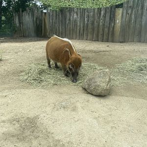Red River Hog - Roger Williams Park Zoo