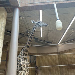 Masai Giraffe 01 - Roger Williams Park Zoo