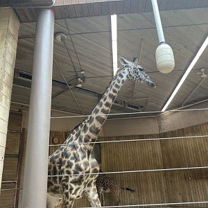 Masai Giraffe 02 - Roger Williams Park Zoo