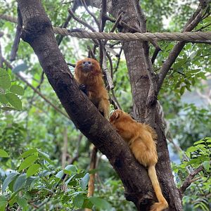 Golden Lion Tamarins - Roger Williams Park Zoo