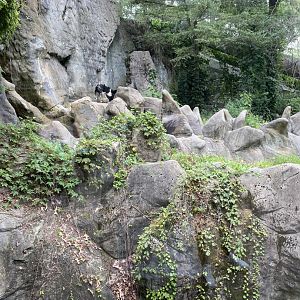Moon Bear Exhibit - Roger Williams Park Zoo