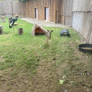 Kirk’s Dik Dik & Crowned Crane - Roger Williams Park Zoo