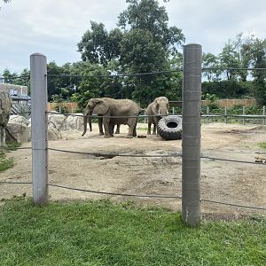 African Elephant Exhibit - Roger Williams Park Zoo