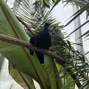 Blue-Throated Piping Guan 01 - Roger Williams Park Zoo