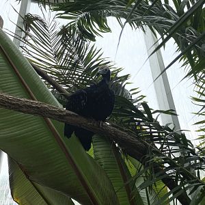 Blue-Throated Piping Guan 02 - Roger Williams Park Zoo