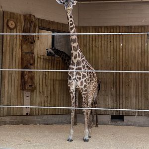Pair of Masai Giraffes 01 - Roger Williams Park Zoo
