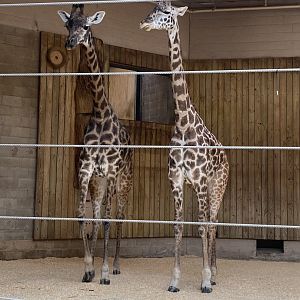 Pair of Masai Giraffes 02 - Roger Williams Park Zok