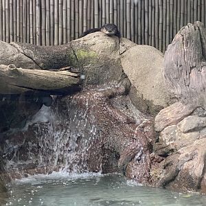 N. American River Otter 01 - Roger Williams Park Zoo