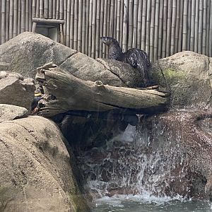 N. American River Otter 02 - Roger Williams Park Zoo
