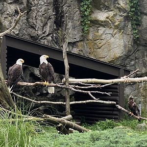 Bald Eagle Exhibit - Roger Williams Park Zoo