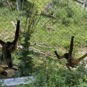 Pair of Spider Monkeys (Black-Handed) - Beardsley Zoo