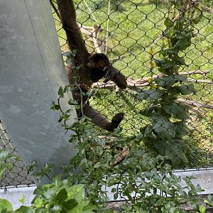 Black-Handed Spider Monkey - Beardsley Zoo