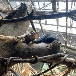 Black Howler Monkeys - Beardsley Zoo
