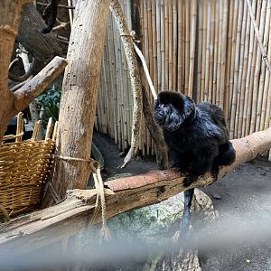 Goeldi’s Monkey 01 - Beardsley Zoo
