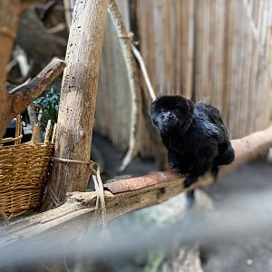 Goeldi’s Monkey 02 - Beardsley Zoo
