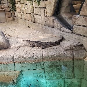 Shark Reef Aquarium (2020) - Hybrid or pure Freshwater Crocodile?