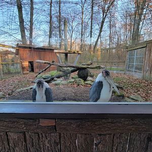 Living Treasures Moraine - Marabou storks