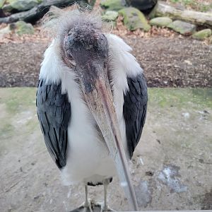 Living Treasures Moraine - Marabou stork