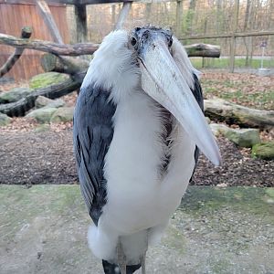 Living Treasures Moraine - Marabou stork