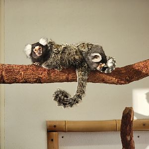Living Treasures Moraine - Common marmosets