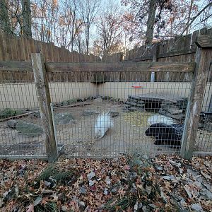 Living Treasures Moraine - Crested porcupines