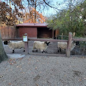Living Treasures Moraine - Valais blacknose sheep