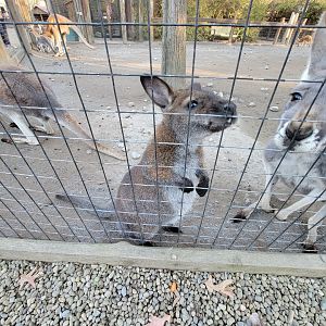 Living Treasures Moraine - Bennett's wallaby with red kangaroos