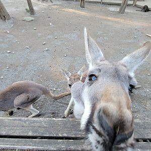 Living Treasures Moraine - Nosy red kangaroo
