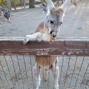 Living Treasures Moraine - Red kangaroo