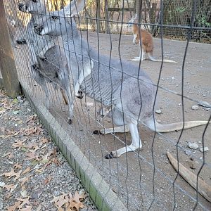 Living Treasures Moraine - Red kangaroo with joey