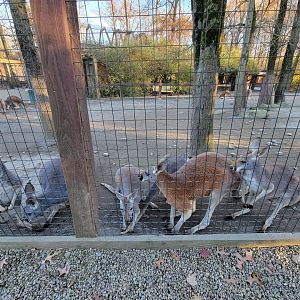 Living Treasures Moraine - Red kangaroos